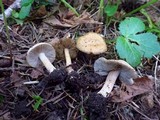 Inocybe amblyospora image