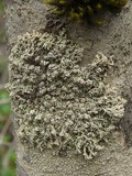 Image of Lepolichen coccophorus