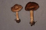 Inocybe amblyospora image