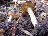 Inocybe glabrescens image