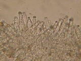 Inocybe glabrescens image
