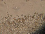 Inocybe glabrescens image