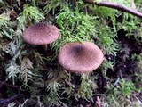 Inocybe lanuginosa image