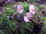 Inocybe lanuginosa image