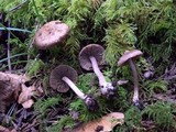 Inocybe pusio image