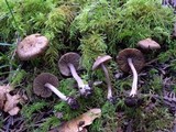 Inocybe pusio image