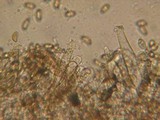 Inocybe pusio image