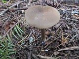 Nolanea verna var. isodiametrica image