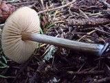 Nolanea verna var. isodiametrica image