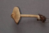 Nolanea verna var. isodiametrica image