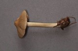 Nolanea verna var. isodiametrica image