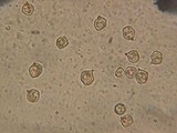 Nolanea verna var. isodiametrica image