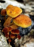 Gymnopilus lepidotus image