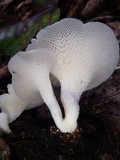 Favolus tenuiculus image