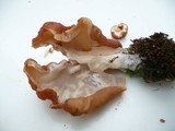 Gyromitra brunnea image