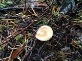 Clitocybe fragrans image