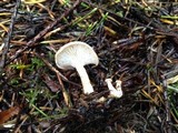 Clitocybe fragrans image
