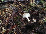 Clitocybe fragrans image