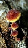 Gymnopilus lepidotus image