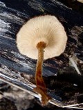 Lentinus velutinus image
