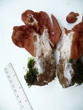 Gyromitra brunnea image