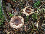 Tricholoma vaccinum image
