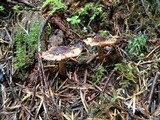 Tricholoma vaccinum image