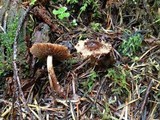 Tricholoma vaccinum image