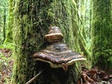 Fomitopsis ochracea image