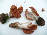 Gyromitra brunnea image
