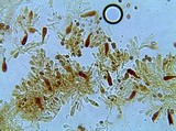 Gymnopilus lepidotus image