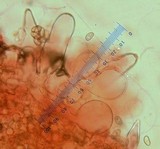 Homophron spadiceum image