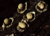 Diderma umbilicatum var. umbilicatum image