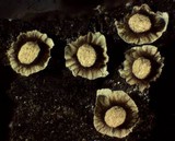 Diderma umbilicatum var. umbilicatum image