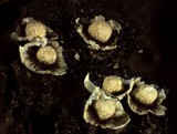 Diderma umbilicatum var. umbilicatum image