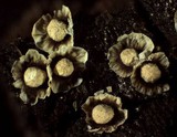 Diderma umbilicatum var. umbilicatum image
