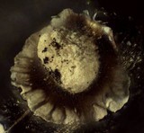 Diderma umbilicatum var. umbilicatum image
