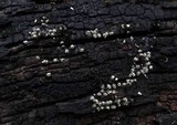 Diderma umbilicatum var. umbilicatum image