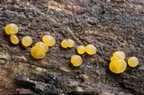 Dacrymyces variisporus image