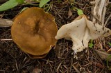 Gyromitra melaleucoides image