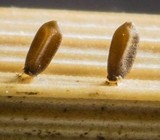 Acrospermum graminum image
