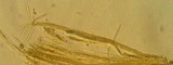 Acrospermum graminum image