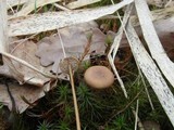 Strobilurus tenacellus image