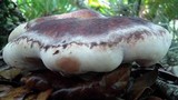 Laetiporus persicinus image
