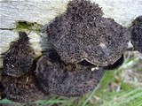 Hexagonia hydnoides image