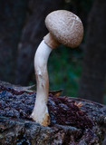 Boletellus dissiliens image