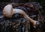 Boletellus dissiliens image