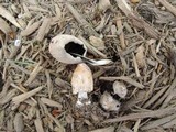 Coprinellus flocculosus image