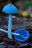 Entoloma virescens image