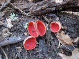 Sarcoscypha austriaca image